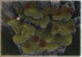 Howlwind Hill map. (PS2)