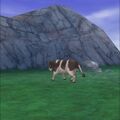 Savella Region Cow. (Cell phone)